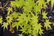 - Acer palmatum 'Shidava Gold' Green Bark Japanese Maple - Mr Maple │ Buy Japanese Maple Trees