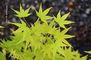- Acer palmatum 'Shidava Gold' Green Bark Japanese Maple - Mr Maple │ Buy Japanese Maple Trees
