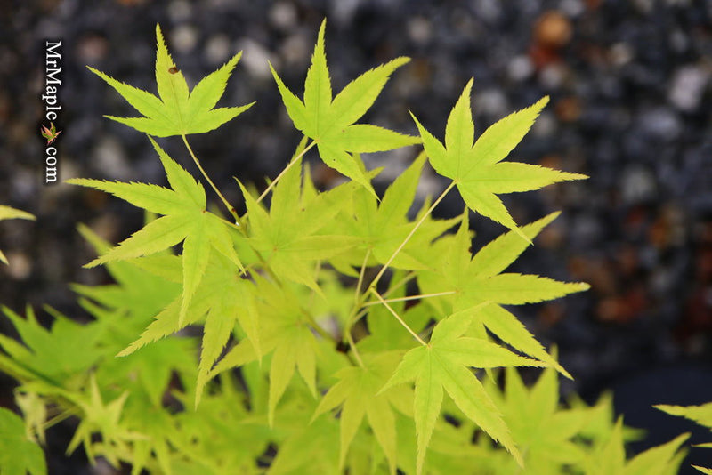 - Acer palmatum 'Shidava Gold' Green Bark Japanese Maple - Mr Maple │ Buy Japanese Maple Trees