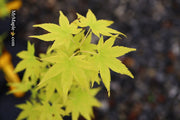 - Acer palmatum 'Shidava Gold' Green Bark Japanese Maple - Mr Maple │ Buy Japanese Maple Trees
