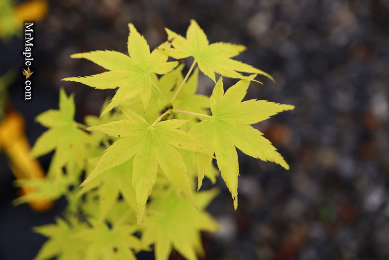 - Acer palmatum 'Shidava Gold' Green Bark Japanese Maple - Mr Maple │ Buy Japanese Maple Trees