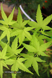 - Acer palmatum 'Shidava Gold' Green Bark Japanese Maple - Mr Maple │ Buy Japanese Maple Trees