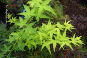 - Acer palmatum 'Shidava Gold' Green Bark Japanese Maple - Mr Maple │ Buy Japanese Maple Trees