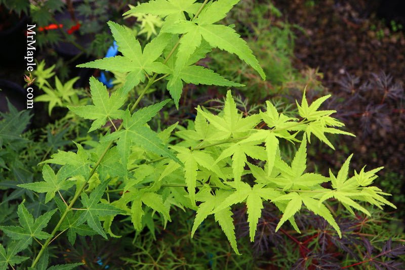 - Acer palmatum 'Shidava Gold' Green Bark Japanese Maple - Mr Maple │ Buy Japanese Maple Trees