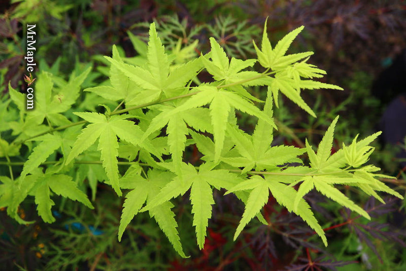 - Acer palmatum 'Shidava Gold' Green Bark Japanese Maple - Mr Maple │ Buy Japanese Maple Trees