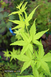 - Acer palmatum 'Shidava Gold' Green Bark Japanese Maple - Mr Maple │ Buy Japanese Maple Trees