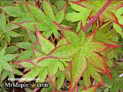 - Acer palmatum 'Shigarami' Japanese Maple - Mr Maple │ Buy Japanese Maple Trees