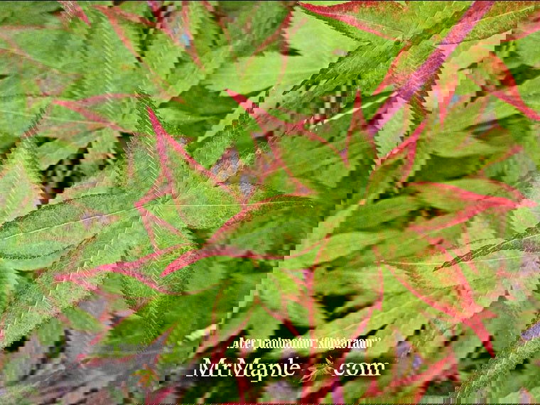 - Acer palmatum 'Shigarami' Japanese Maple - Mr Maple │ Buy Japanese Maple Trees