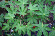 - Acer palmatum 'Shigarami' Japanese Maple - Mr Maple │ Buy Japanese Maple Trees