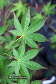 - Acer palmatum 'Shigarami' Japanese Maple - Mr Maple │ Buy Japanese Maple Trees