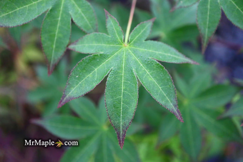 - Acer palmatum 'Shigarami' Japanese Maple - Mr Maple │ Buy Japanese Maple Trees