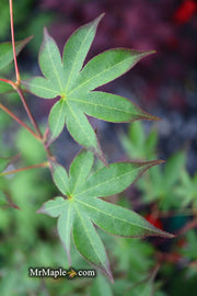 - Acer palmatum 'Shigarami' Japanese Maple - Mr Maple │ Buy Japanese Maple Trees