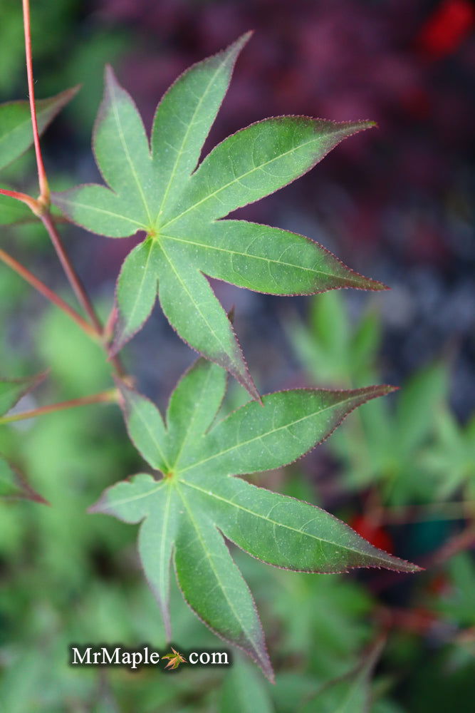 - Acer palmatum 'Shigarami' Japanese Maple - Mr Maple │ Buy Japanese Maple Trees