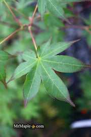 - Acer palmatum 'Shigarami' Japanese Maple - Mr Maple │ Buy Japanese Maple Trees