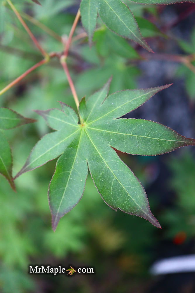 - Acer palmatum 'Shigarami' Japanese Maple - Mr Maple │ Buy Japanese Maple Trees