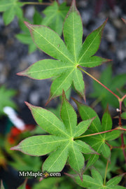 - Acer palmatum 'Shigarami' Japanese Maple - Mr Maple │ Buy Japanese Maple Trees