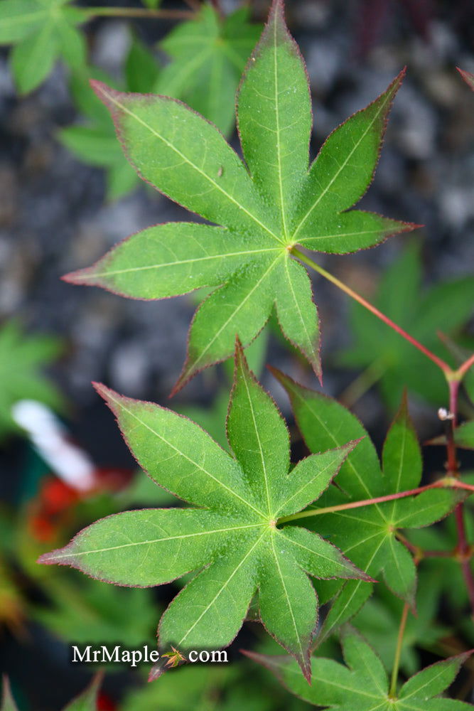 - Acer palmatum 'Shigarami' Japanese Maple - Mr Maple │ Buy Japanese Maple Trees