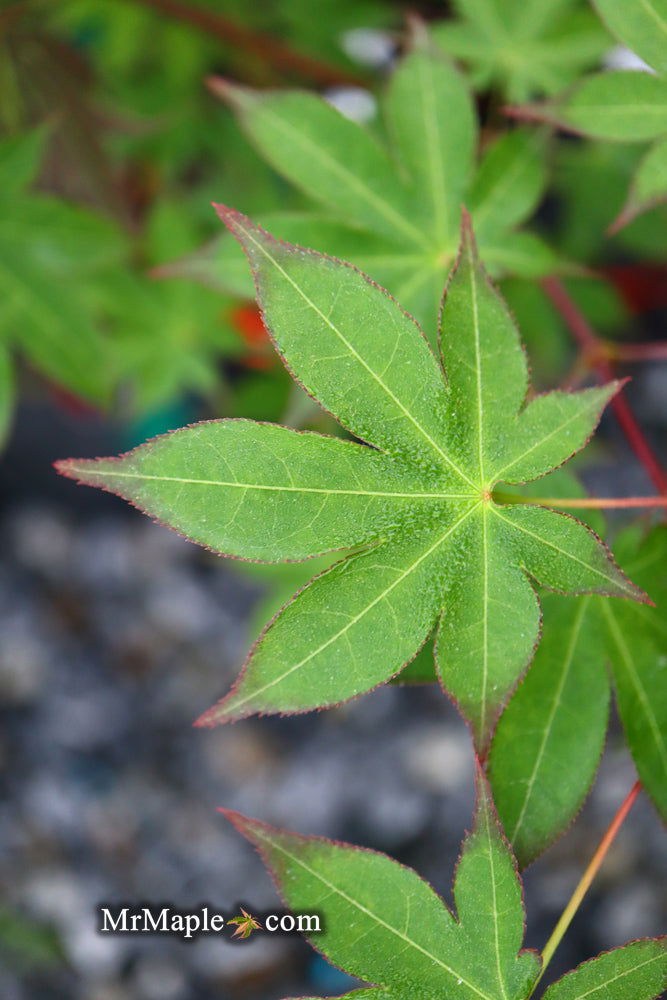 - Acer palmatum 'Shigarami' Japanese Maple - Mr Maple │ Buy Japanese Maple Trees