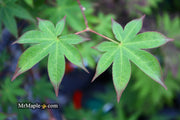 - Acer palmatum 'Shigarami' Japanese Maple - Mr Maple │ Buy Japanese Maple Trees
