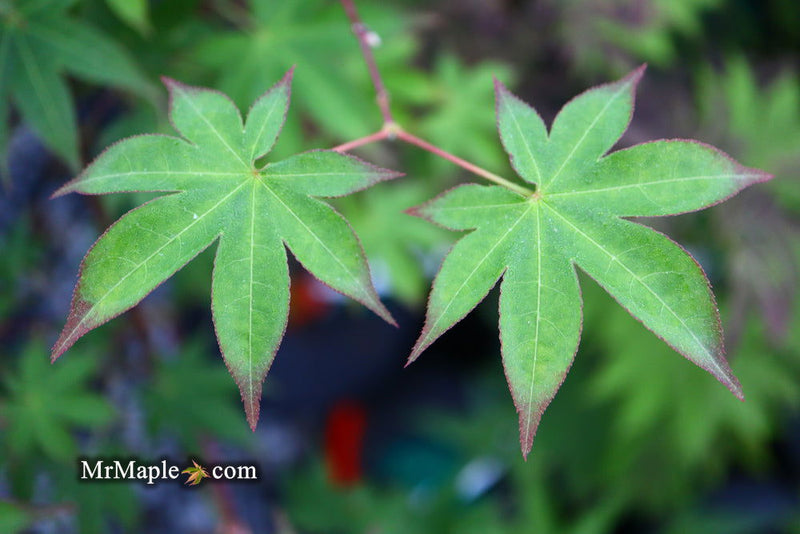 - Acer palmatum 'Shigarami' Japanese Maple - Mr Maple │ Buy Japanese Maple Trees