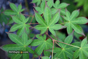 - Acer palmatum 'Shigarami' Japanese Maple - Mr Maple │ Buy Japanese Maple Trees