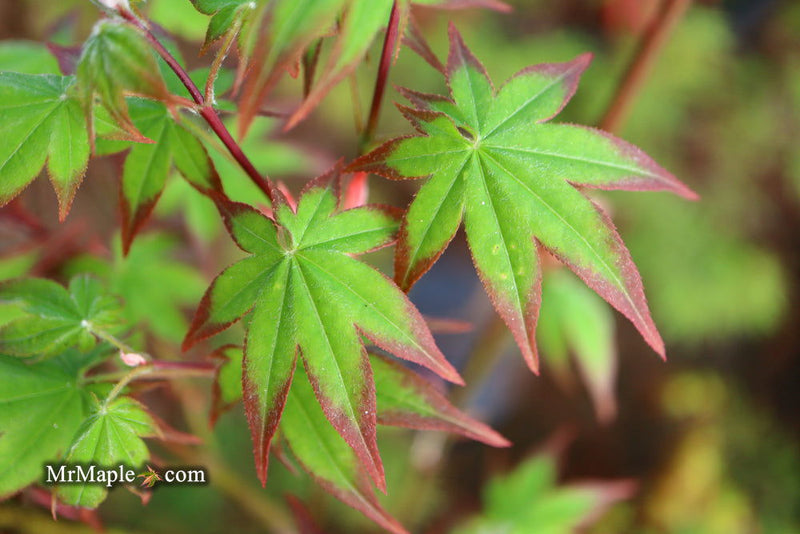 - Acer palmatum 'Shigarami' Japanese Maple - Mr Maple │ Buy Japanese Maple Trees