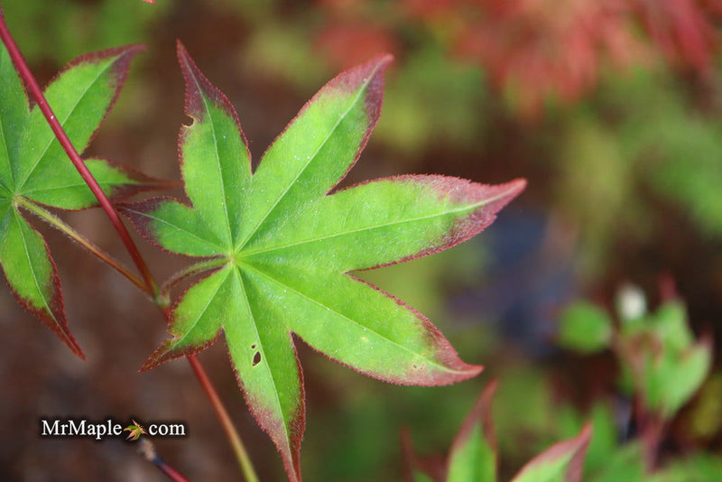 - Acer palmatum 'Shigarami' Japanese Maple - Mr Maple │ Buy Japanese Maple Trees