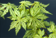- Acer palmatum 'Shigi no hoshi' Japanese Maple - Mr Maple │ Buy Japanese Maple Trees