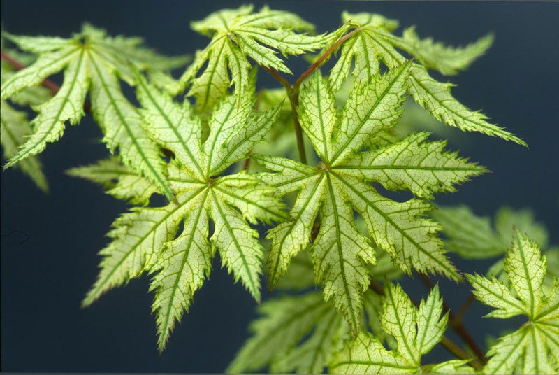 - Acer palmatum 'Shigi no hoshi' Japanese Maple - Mr Maple │ Buy Japanese Maple Trees