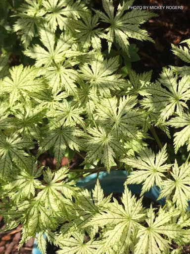 - Acer palmatum 'Shigi no hoshi' Japanese Maple - Mr Maple │ Buy Japanese Maple Trees