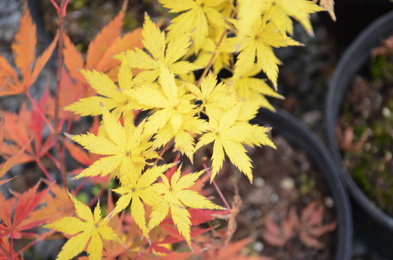 - Acer palmatum 'Shigi no hoshi' Japanese Maple - Mr Maple │ Buy Japanese Maple Trees