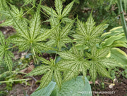 - Acer palmatum 'Shigi no hoshi' Japanese Maple - Mr Maple │ Buy Japanese Maple Trees