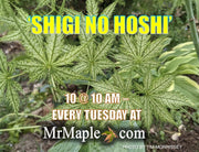 - Acer palmatum 'Shigi no hoshi' Japanese Maple - Mr Maple │ Buy Japanese Maple Trees