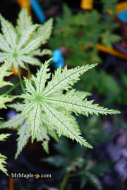 - Acer palmatum 'Shigi no hoshi' Japanese Maple - Mr Maple │ Buy Japanese Maple Trees