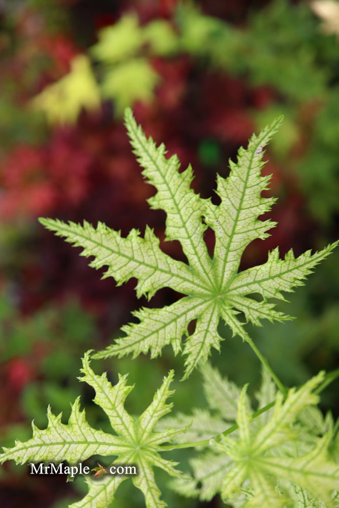 - Acer palmatum 'Shigi no hoshi' Japanese Maple - Mr Maple │ Buy Japanese Maple Trees