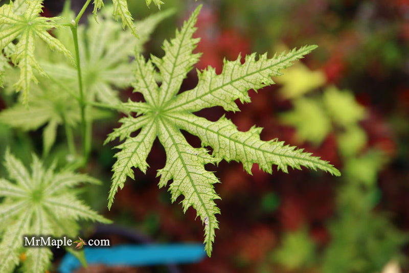- Acer palmatum 'Shigi no hoshi' Japanese Maple - Mr Maple │ Buy Japanese Maple Trees