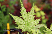- Acer palmatum 'Shigi no hoshi' Japanese Maple - Mr Maple │ Buy Japanese Maple Trees