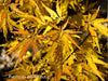 - Acer palmatum 'Shigure bato' Japanese Maple - Mr Maple │ Buy Japanese Maple Trees