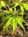 - Acer palmatum 'Shigure bato' Japanese Maple - Mr Maple │ Buy Japanese Maple Trees