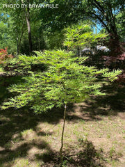 - Acer palmatum 'Shigure bato' Japanese Maple - Mr Maple │ Buy Japanese Maple Trees