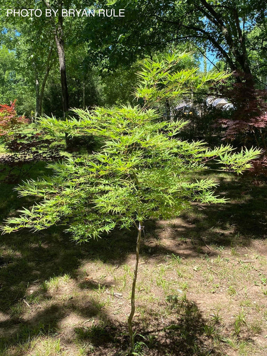 - Acer palmatum 'Shigure bato' Japanese Maple - Mr Maple │ Buy Japanese Maple Trees