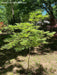 - Acer palmatum 'Shigure bato' Japanese Maple - Mr Maple │ Buy Japanese Maple Trees