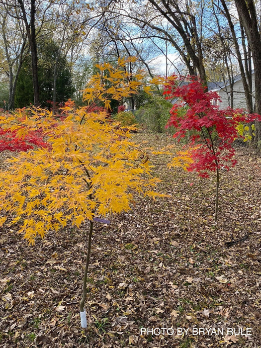 - Acer palmatum 'Shigure bato' Japanese Maple - Mr Maple │ Buy Japanese Maple Trees