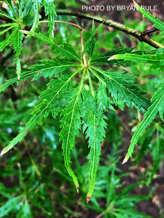 - Acer palmatum 'Shigure bato' Japanese Maple - Mr Maple │ Buy Japanese Maple Trees