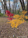 - Acer palmatum 'Shigure bato' Japanese Maple - Mr Maple │ Buy Japanese Maple Trees