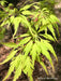 - Acer palmatum 'Shigure bato' Japanese Maple - Mr Maple │ Buy Japanese Maple Trees