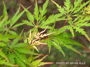 - Acer palmatum 'Shigure bato' Japanese Maple - Mr Maple │ Buy Japanese Maple Trees