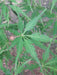 - Acer palmatum 'Shigure bato' Japanese Maple - Mr Maple │ Buy Japanese Maple Trees