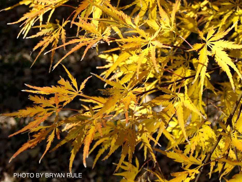 - Acer palmatum 'Shigure bato' Japanese Maple - Mr Maple │ Buy Japanese Maple Trees