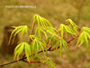 - Acer palmatum 'Shigure bato' Japanese Maple - Mr Maple │ Buy Japanese Maple Trees